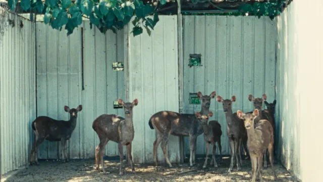 The Stag-Image